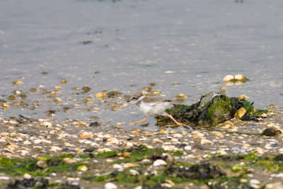 Juvenile Ringed Plover