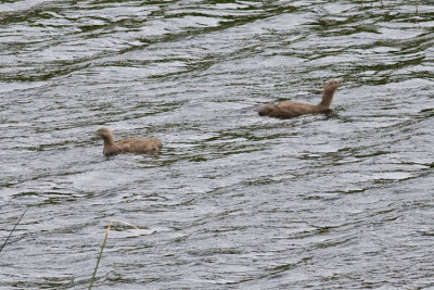 Red Throated Divers