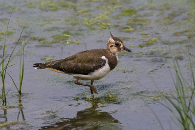 Juvenile Lapwing