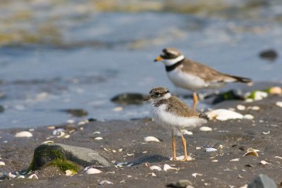 Ringed Plover