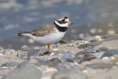 Ringed Plover