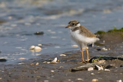 Ringed Plover Charadrius Hiaticula