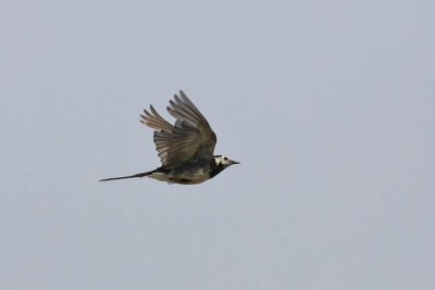 Pied Wagtail in Flight