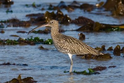 Curlew