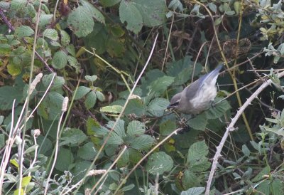 This was the first Cedar Waxwing ever found in Ireland by myself and Anthony McGeehan on Inishbofin Co.Galway on Oct 14 2009