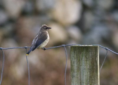 This was the first Cedar Waxwing ever found in Ireland by myself and Anthony McGeehan on Inishbofin Co.Galway on Oct 14 2009