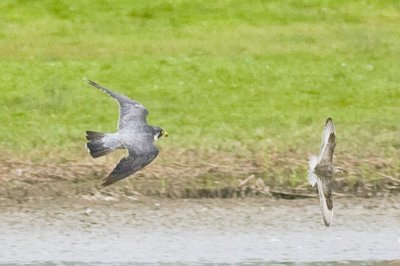 Peregrine chasing Knot