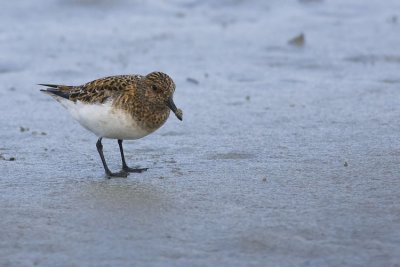 Sanderling