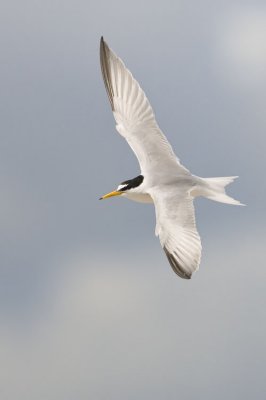 Little Tern