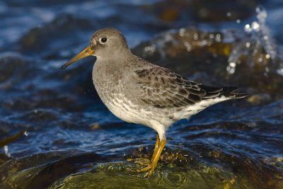 Purple Sandpiper Calidris Maritima