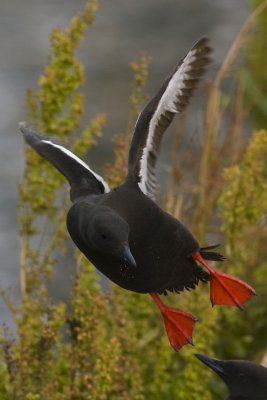 Black Guillemot