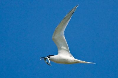 Sandwich Tern Sterna Sanvicensis