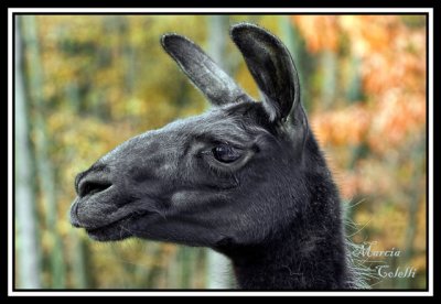 DON'T YOU THINK I HAVE A HANDSOME PROFILE?_9999.jpg