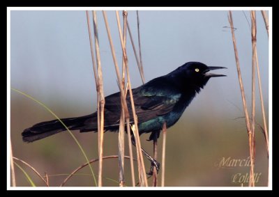 GRACKLE-4761.jpg