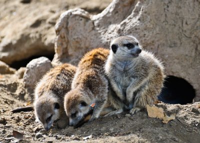 No. 23 - Several Species of Small Furry Animals gathered together in a Cave and Grooving with a Pict