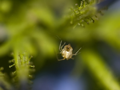 Bitty spider.jpg