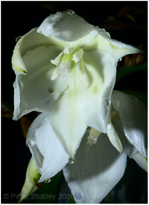 Yucca blooms.