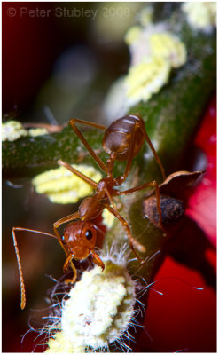 Ant.