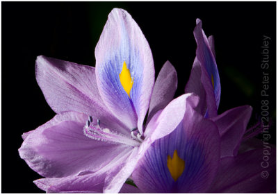 Another flower.