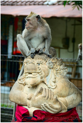 Monkey.