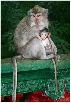 Monkey and child.