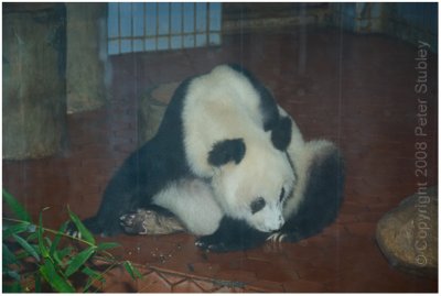The panda at the zoo.