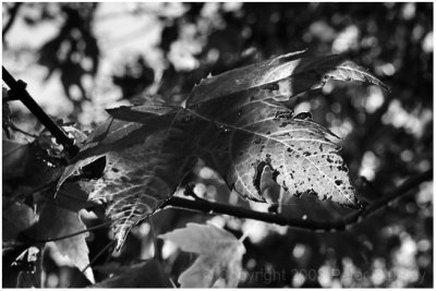 Maple leaf.