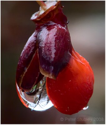 Burning bush berry.