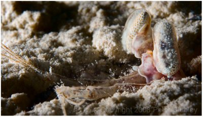 Mantis shrimp.
