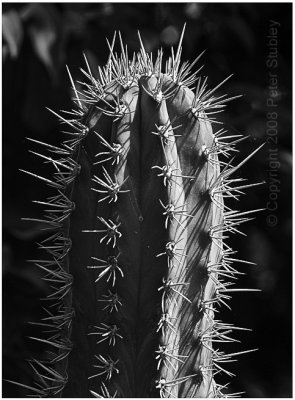 Sunlit cactus.