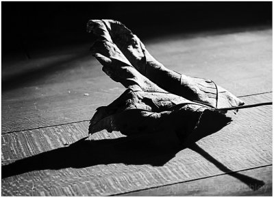 Floored leaf (more light and shadow).