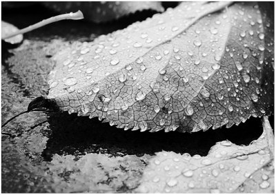 Autumn rain drops.