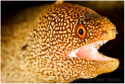 Goldentail eel.