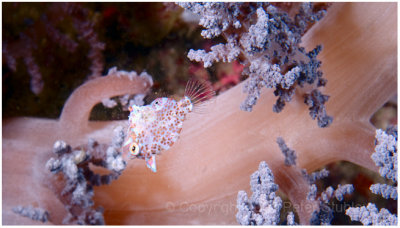 Minute filefish on soft coral.