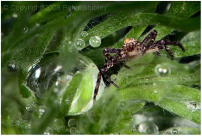 Droplets and spider (yuck).