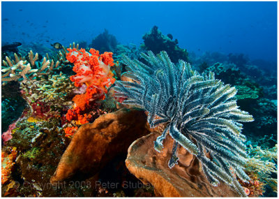 More crinoids and soft coral.