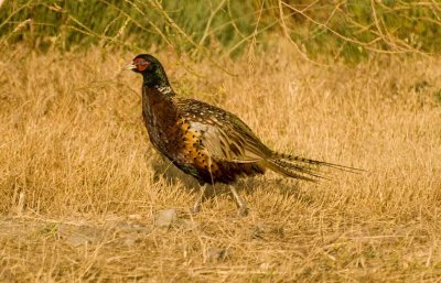 Pheasant_572z_