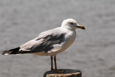 Gull_605f