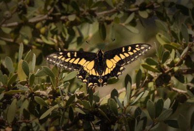 Swallowtail_605i