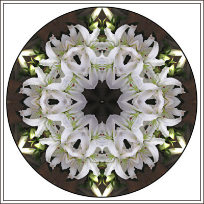 White Lillies_446