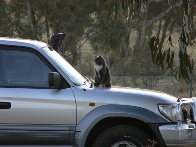 Cat on car.