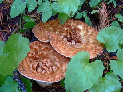 woolly chanterelle