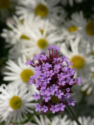 'Everything's Commin' Up Daisies Plus'