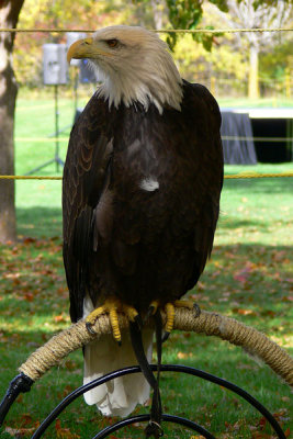 MN Raptor Center Educational Bird