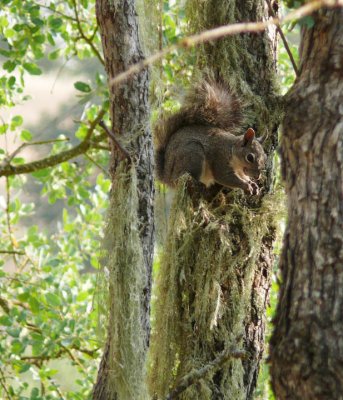 Squirrel in the oaks