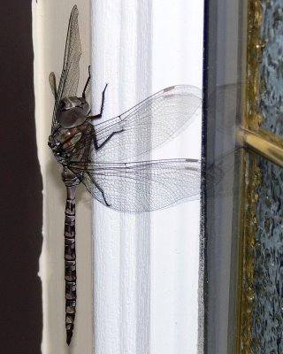 Minnesota Dragonfly