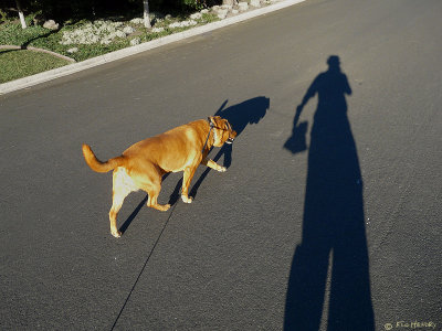 Shadow Walker by Flo Hendry