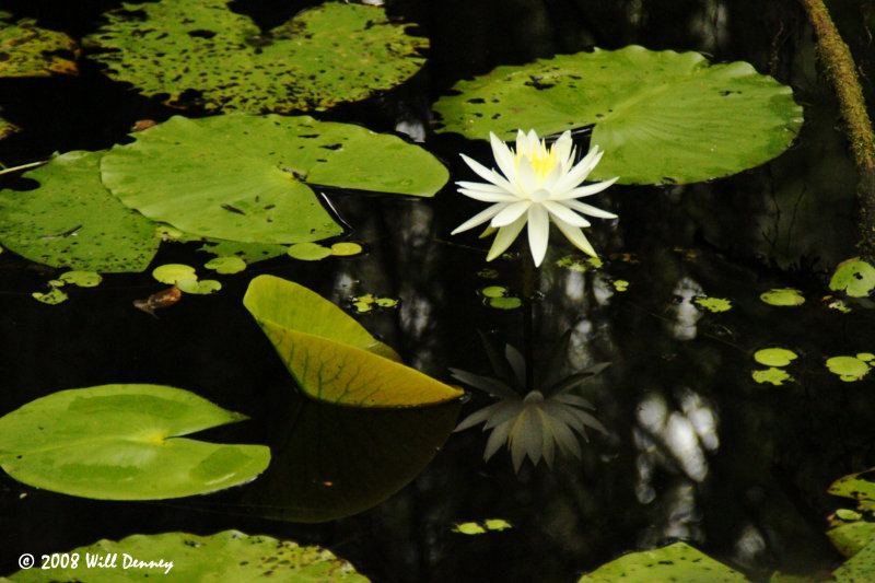 Swamp Lilly