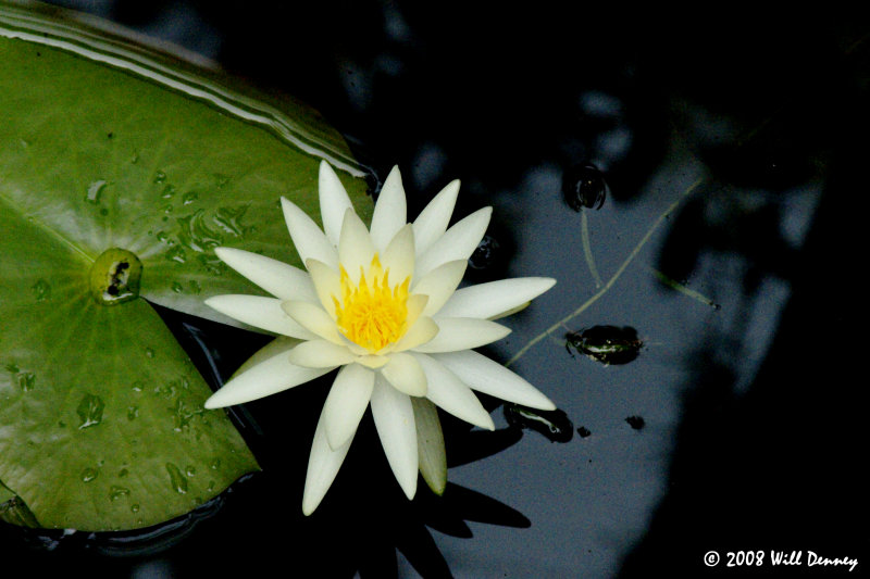 Bloomed