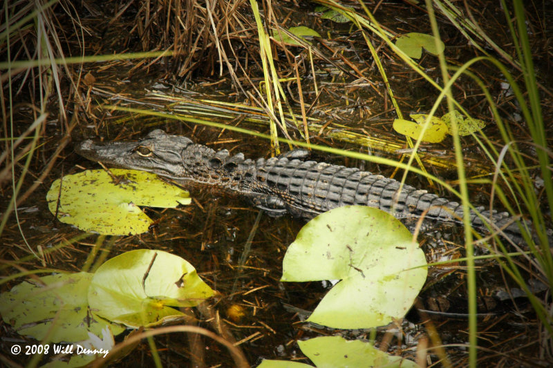 Visitor
